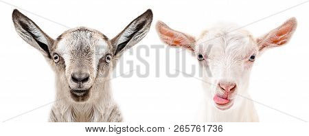 Portrait Of A Serious And Cheerful Goats, Isolated On White Background