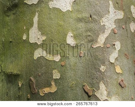 Platanus Tree Bark Background Close Up. Plane Tree Bark Texture