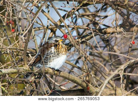 Adult Ouzel (turdus) Perching On Viburnum In Winter, Macro