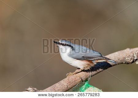 Nuthatch Sitting On A Stick With Food On It
