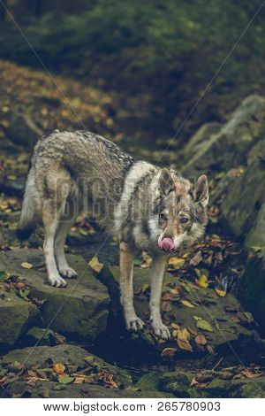 Autumn Portrait Of White, Grey, Reddish And Black Czechoslovakian Wolfdog Standing On Stones Covered