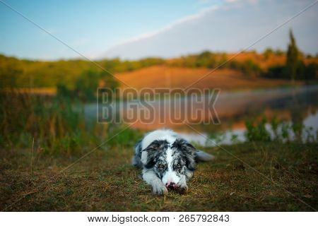 Border Collie Dog Lies On The Shore Of The Lake
