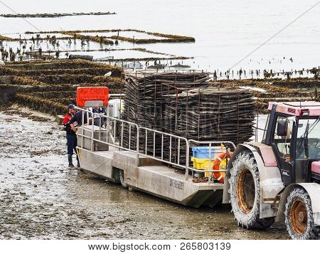 Cancale, France - September Circa, 2018. Local Oyster Seafood Farmers Workers Harvests With Tractor 