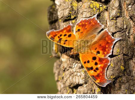 Dorsal view of a beautiful orange Question mark butterfly resting on a tree trunk in autumn sun