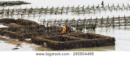 Cancale, France - September Circa, 2018. Local Oyster Seafood Farmer Worker Carrying Oysters In Meta