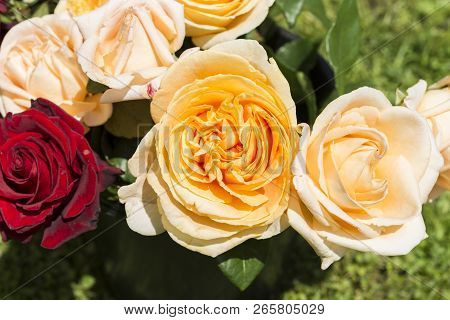 Closeup Of Colorful Rose Flower In A Garden