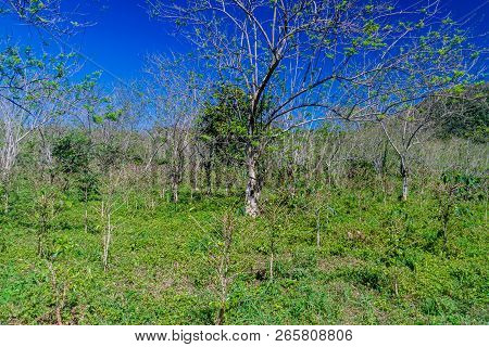 Small Coffee Field Near Valle De Ancon Village, Cuba