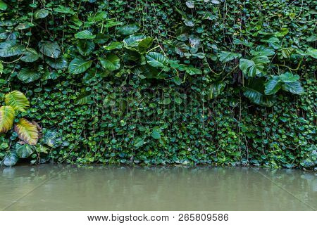Plants Covering A Rock At The Entrance To Cueva Del Indio Cave In Vinales Valley, Cuba