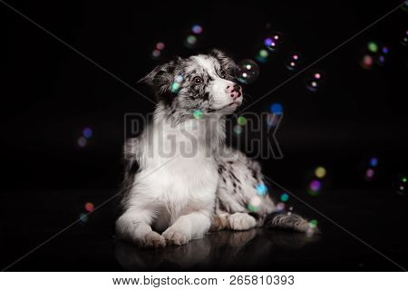 Border Collie Dog In Studio On A Dark Black Background
