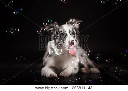 Border Collie Dog In Studio On A Dark Black Background