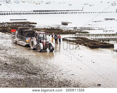 Cancale, France - September Circa, 2018. Local Oyster Seafood Farmers Workers Harvests With Tractor 