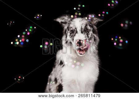 Border Collie Dog In Studio On A Dark Black Background