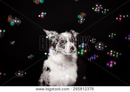 Border Collie Dog In Studio On A Dark Black Background