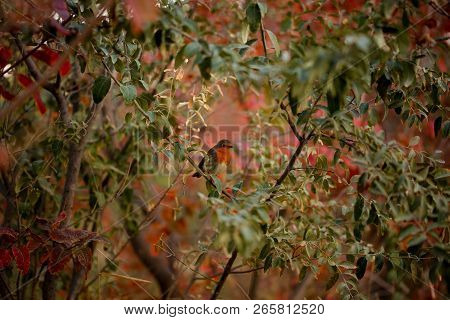 Robin, Erithacus Rumen Is Sitting On A Branch In Nature. Macro Photo. Great Britain Symbol