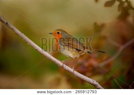 Robin, Erithacus Rumen Is Sitting On A Branch In Nature. Macro Photo. Great Britain Symbol