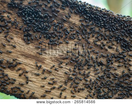 Termite On Wooden Handrails In The Way To The Top Of Khao Luang Mountain In Ramkhamhaeng National Pa