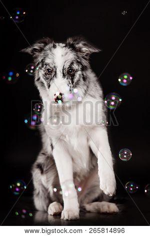 Border Collie Dog In Studio On A Dark Black Background