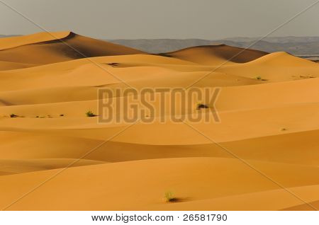 Undulating Sand Dunes In Sahara Desert