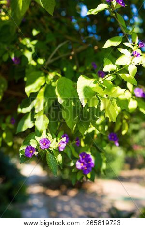 Blue Potato Bush Purple Flowers