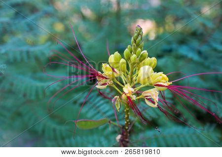 Erythrostemon Gilliesii