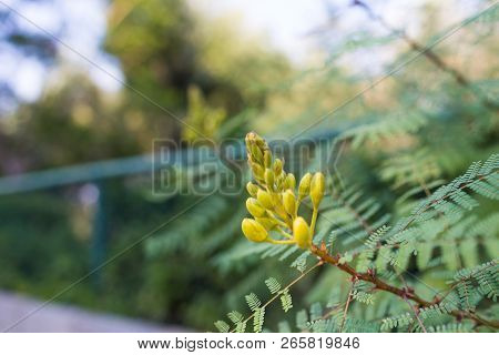 Erythrostemon Gilliesii