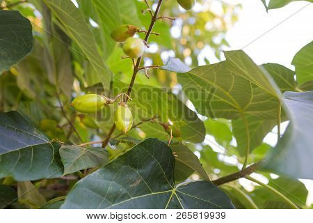 Paulownia Fruitage