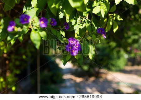 Blue Potato Bush Purple Flowers