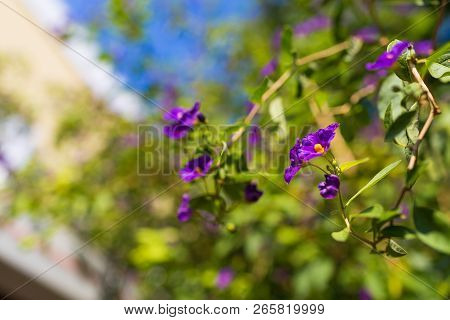 Blue Potato Bush Purple Flowers