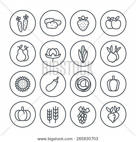 Harvest, Farming Line Icons Set On White, Eps 10 File, Easy To Edit