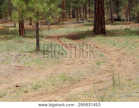 A Forest Service Road Scattered With Pine Cones Through The Central Oregon Woods Of Ponderosa And Lo