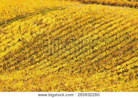 Countryside Landscape, Vineyard On Hills In Daruvar Region, Croatia