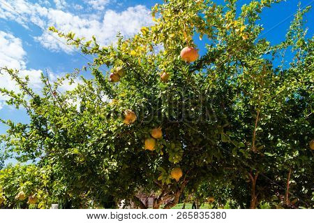 Pomegranate Tree With Fruits At The Algarve In Portugal