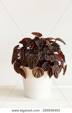 houseplant peperomia caperata in white flowerpot