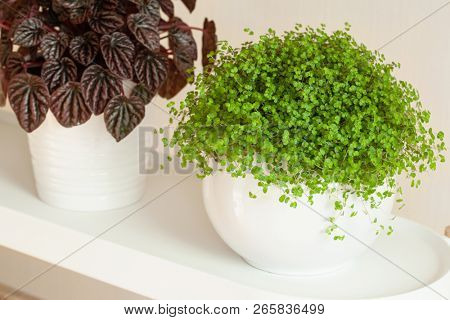houseplants peperomia caperata and Soleirolia soleirolii in white flowerpots