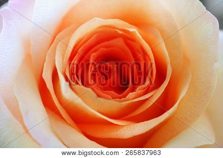 View Of Beautiful Orange Rose, Close Up