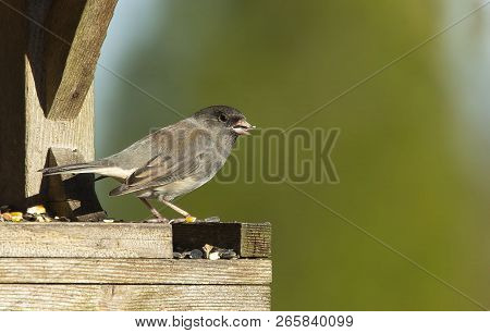 Dark-eyed Junco (junco Hyemalis) On The Feeder