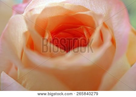 View Of Beautiful Orange Rose, Close Up