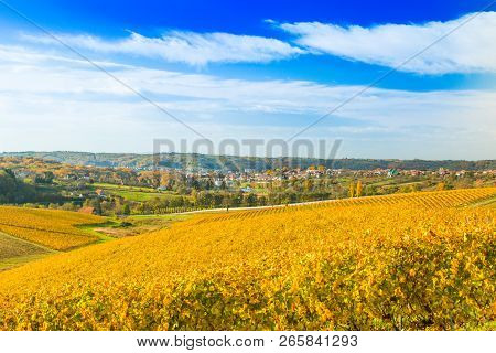 Panoramic View On Daruvar, Town In Croatia, And Countryside Autumn Vineyards