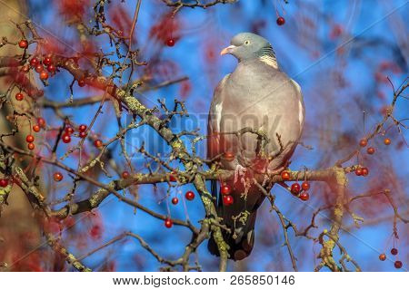 Wood Pigeon (columba Palumbus) Perched In Tree While Feeding On Berries. Many Resident Birds Forage 