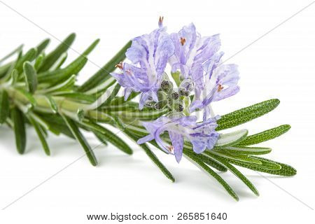 Rosemary Sprig In Flowers Isolated On White Background
