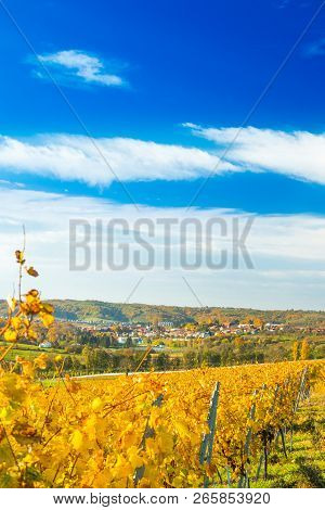 Panoramic View On Daruvar, Town In Croatia, And Countryside Through The Vineyards Foliage