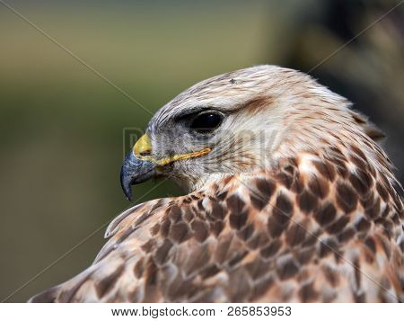 kite resting on rock (buteo rufinus)