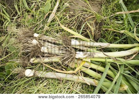 Juicy Leek Grows On A Bed Of Vegetable Garden. Leek Field. Turkey / Izmır Agriculture