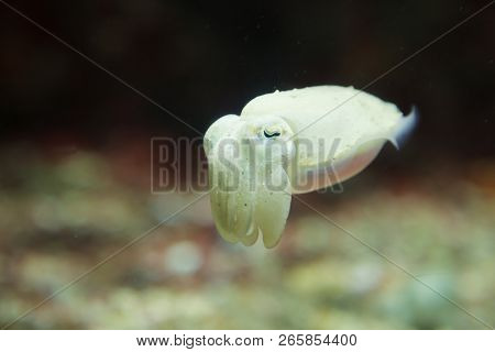 Pharaoh Cuttlefish (sepia Pharaonis) Expands And Contracts Muscle Rings Around Sac Colors In Order T
