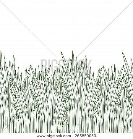 Vetiver. Plant. Leaves, Root. Background, Wallpaper, Seamless. Sketch. Monophonic.