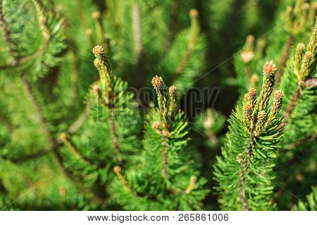 Shallow Depth Of Field Photo, Young Fir Sprouts On Coniferous Tree. Abstract Spring Forest Backgroun