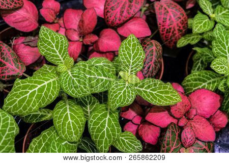 Colorful Fittonia Mix Background. Fittonia - An Ornamental House Plants.