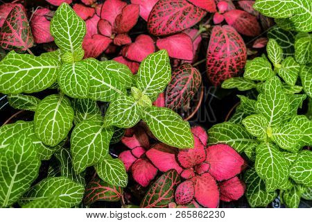 Fittonia Mix Background. Fittonia - An Ornamental Home Plants. Lush Colorful Bushes.