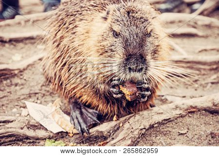 Muskrat - Ondatra Zibethicus Is Eating Gingerbread. Animal Humorous Portrait. Red Photo Filter.