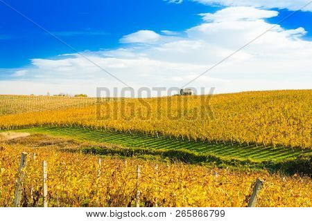 Croatia, Daruvar, Colorful Vineyards In Autumn On Hills And Beautiful Countryside Rural Landscapes
